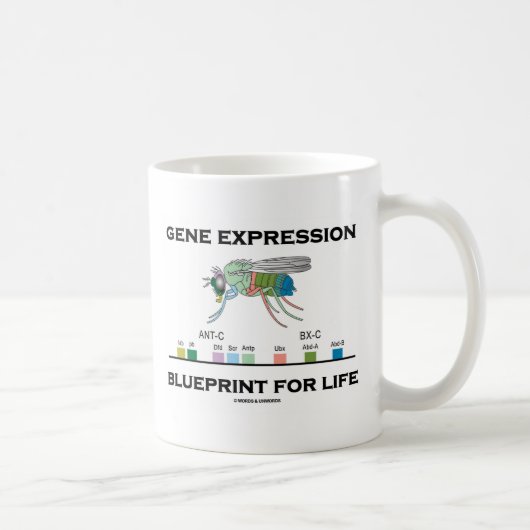 Genexpression-Plan für Lebenhomeobox-Gene Kaffeetasse (Rechts)