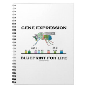 Genexpression-Plan für Lebenhomeobox-Gene Notizblock