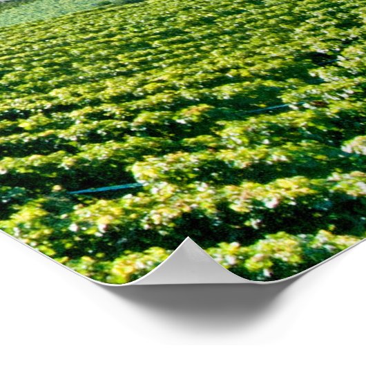 Genfer See (Lac Léman) 007 Poster (Ecke)