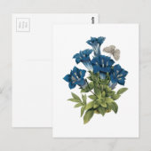 Gentian(Gentianae acaulis) von Redouté Postkarte (Vorne/Hinten)