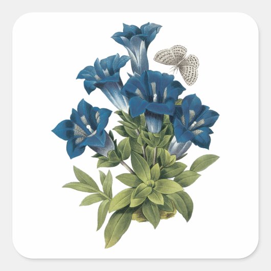 Gentian(Gentianae acaulis) von Redouté Quadratischer Aufkleber (Vorderseite)