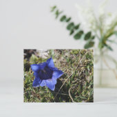 Gentian Postkarte (Stehend Vorderseite)