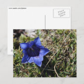 Gentian Postkarte (Vorne/Hinten)