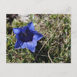 Gentian Postkarte