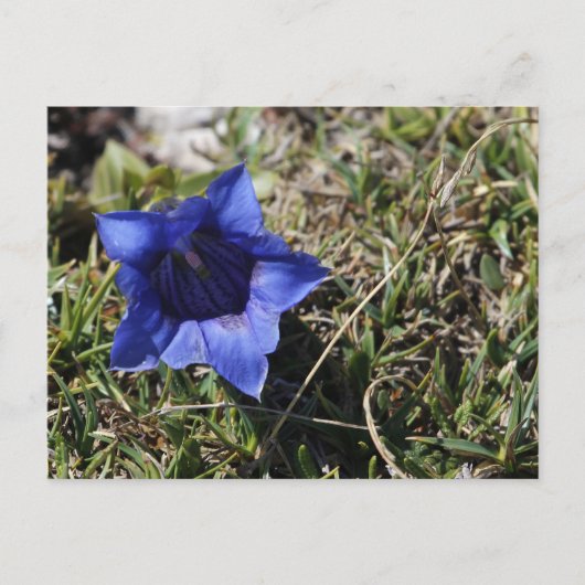 Gentian Postkarte (Vorderseite)