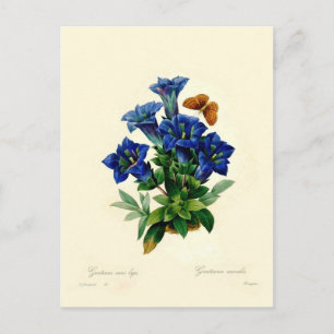 Gentiana aucalis postkarte