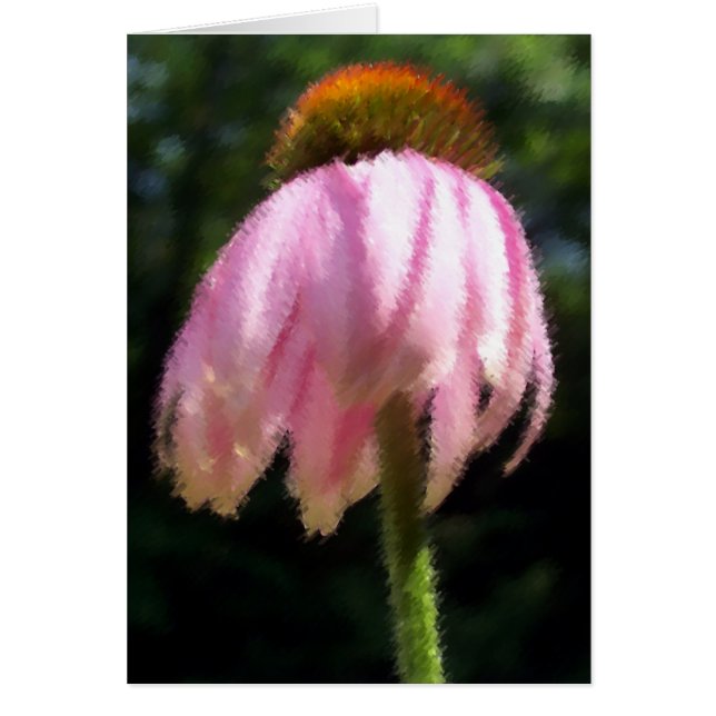 Gentle Breeze Echinecea (Vorne)