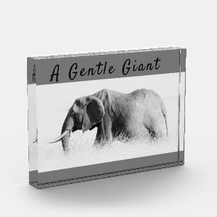 Gentle Giant Elephant Foto mit hoher Texttaste