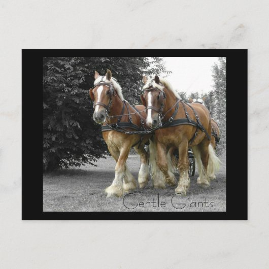 Gentle Giants Postcard Postkarte (Vorderseite)
