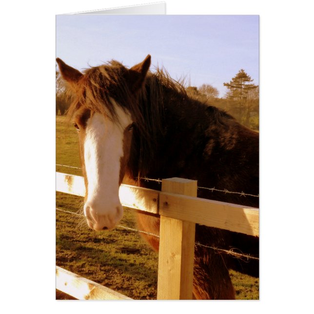 Gentle Horse White Blaze (Vorne)