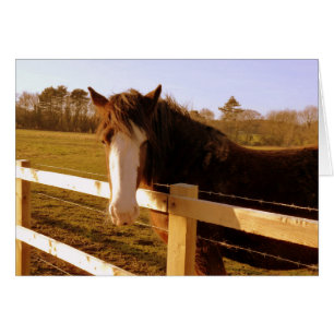 Gentle Horse White Blaze