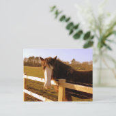 Gentle Horse White Blaze Postkarte (Stehend Vorderseite)