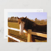 Gentle Horse White Blaze Postkarte (Vorne/Hinten)