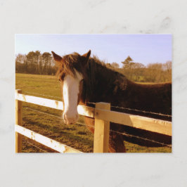 Gentle Horse White Blaze Postkarte