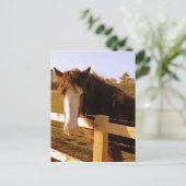 Gentle Horse White Blaze Postkarte (Stehend Vorderseite)