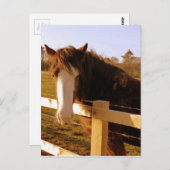 Gentle Horse White Blaze Postkarte (Vorne/Hinten)