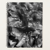 Gentle Lie Planer (Vorderseite)