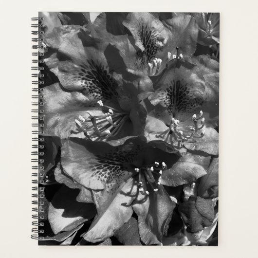 Gentle Lie Planer (Vorderseite)