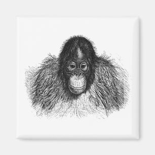 Gentle Orangutan Black and White Ape Zeichnend Magnet