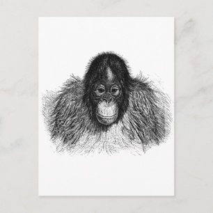 Gentle Orangutan Black and White Ape Zeichnend Postkarte