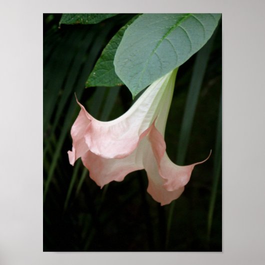 Gentle Poster (Vorne)