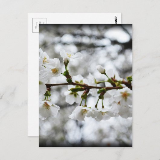 Gentle Purity Postkarte (Vorne/Hinten)