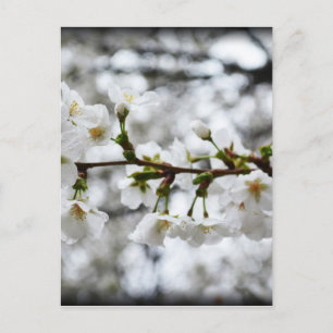 Gentle Purity Postkarte