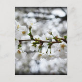 Gentle Purity Postkarte (Vorderseite)