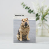 Gentle Shar Pei Post Card Postkarte (Stehend Vorderseite)