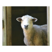 Gentle Sheep Fotodruck (Vorne)