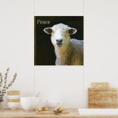 Gentle Sheep Poster (Küche)