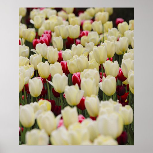Gentle Spring Flowers Poster (Vorne)