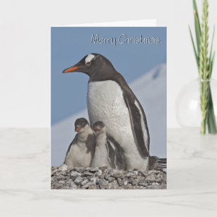 Gentoo Family Weihnachtskarte Feiertagskarte