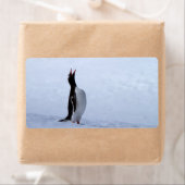 Gentoo penguin (Insitu)
