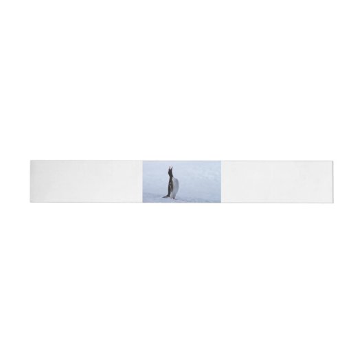 Gentoo penguin (Person)