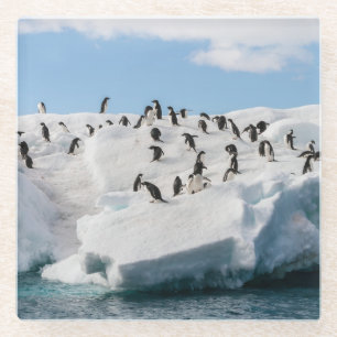 Gentoo Penguin Antarktis Iceberg Playtime Glasuntersetzer
