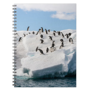 Gentoo Penguin Antarktis Iceberg Playtime Notizblock