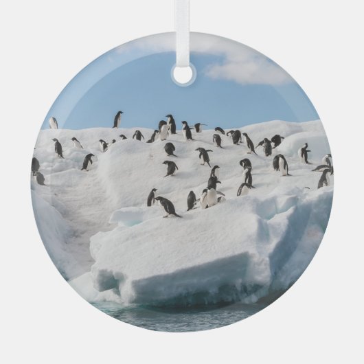 Gentoo Penguin Antarktis Iceberg Playtime Ornament Aus Glas (Vorderseite)