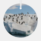 Gentoo Penguin Antarktis Iceberg Playtime Ornament Aus Glas (Rückseite)