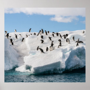 Gentoo Penguin Antarktis Iceberg Playtime Poster