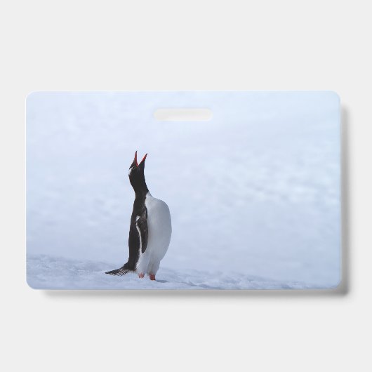 Gentoo penguin ausweis (Vorderseite)
