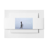 Gentoo penguin einladungsbanderole (Vorderseite Beispiel)