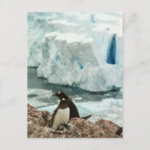 Gentoo Penguin Family Postcard Postkarte