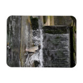 Gentoo Penguin & Friends Edinburgh Zoo Schottland Magnet (Horizontal)