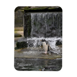 Gentoo Penguin & Friends Edinburgh Zoo Schottland Magnet