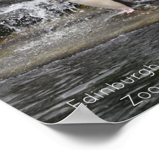 Gentoo Penguin & Friends Edinburgh Zoo Schottland Poster (Ecke)