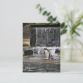 Gentoo Penguin & Friends Edinburgh Zoo Schottland Postkarte (Stehend Vorderseite)