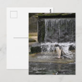Gentoo Penguin & Friends Edinburgh Zoo Schottland Postkarte (Vorne/Hinten)