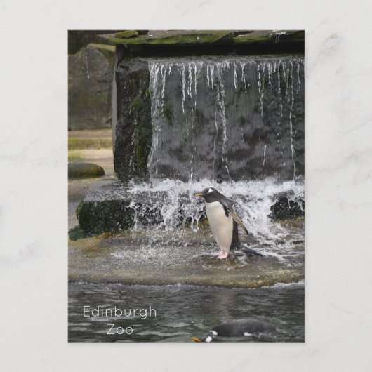 Gentoo Penguin & Friends Edinburgh Zoo Schottland Postkarte (Vorderseite)