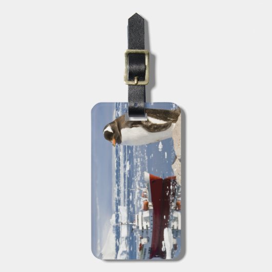 Gentoo Penguin Gepäckanhänger (Vorderseite vertikal)